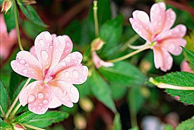 任天堂小提醒：请玩家不要使用非官方的WiiU在线服务